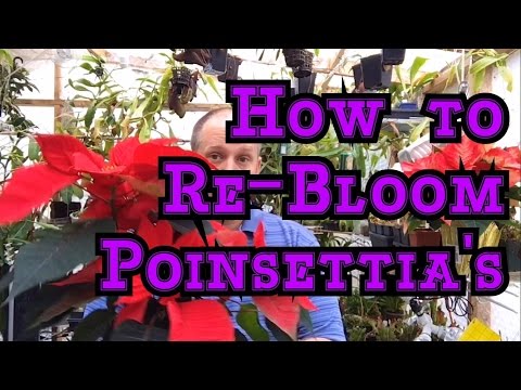 image-How do I get my poinsettias to bloom again?