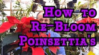 POINSETTIA CARE PT 2: HOW TO RE-BLOOM POINSETTIA