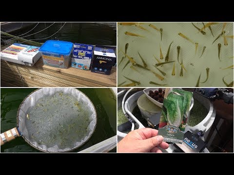 My Koi Breeding Project - Part 9 - Fry update, feeding, mortalities, test kits and lettuce
