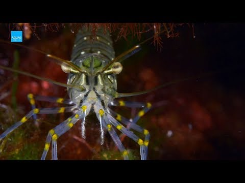 Palaemon elegans
