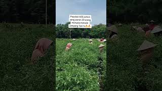 Download lagu 3rd harvest of Pelita chili 8f1..the most viral green chili🔥🔥🔥 mp3