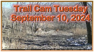 Trail Cam Tuesday - September 10, 2024