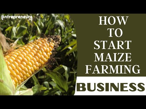 , title : 'How To Start A Maize Farming Business In Nigeria'