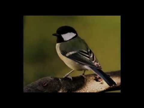 download lagu mp3 mp4 Bird Sound Effect, download lagu Bird Sound Effect gratis, unduh video klip Bird Sound Effect