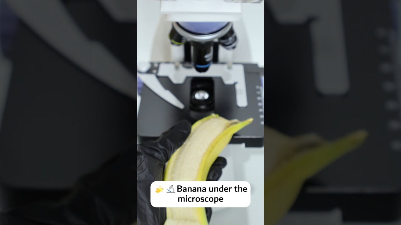 🍌🔬Banana under the microscope  #microscope #underthemicroscope