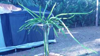 How to grow Dragon Fruit in SWFL  ( part 17 )