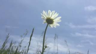 Oh My Dear (Falling in Love) - Ween [Visualizer]