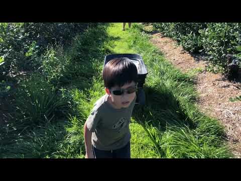 Ambs Around The World - Emma Lea Farms