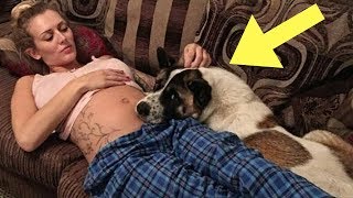 Dog Stares At Mom’s Pregnant Belly And Ends Up Saving Their Lives