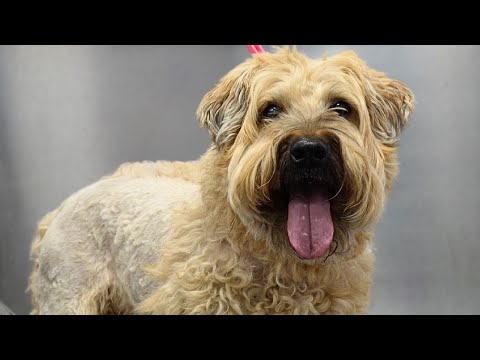 When Your Dog Gets Fired From The Grooming Salon