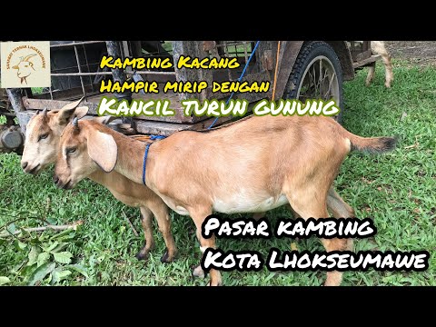 Kondisi Pasar Kambing di Lhokseumawe Sangat Sepi | Butuh Perhatian Pemerintah