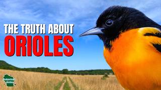 5 Things You Didn't Know About Orioles!