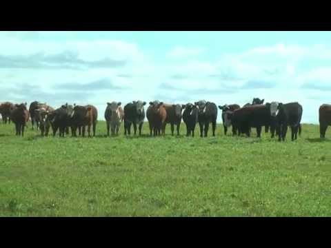 Julio Machado, Cerro Chato, Treinta yTres.