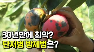 30년 만에 최악? 45년 단감 농사지은 농부의 탄저병 방제 방법은?
