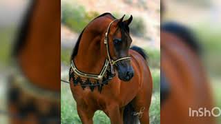 Grupo Laberinto.... el caballo de Pepe