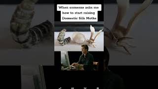accurate...  #domesticsilkworms #silkworms #raisingsilkmoths