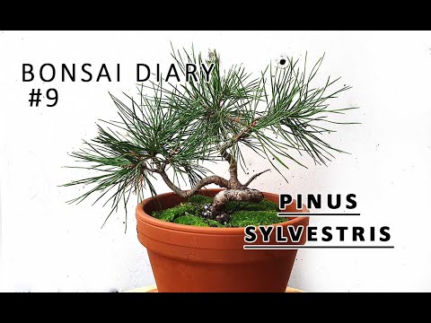 Bonsai Diary #9 Pinus sylvestris Last wire before shipment - 2020 10