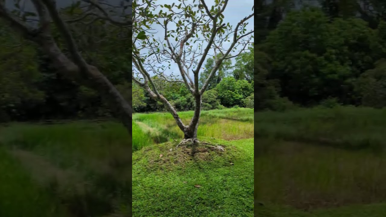 YouTube Short thumbnail