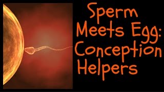 Sperm Meets Egg: Conception Helpers