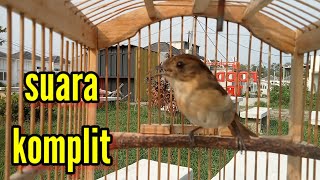 Download lagu Flamboyan gacor nyerecet nembak nyiul mp3