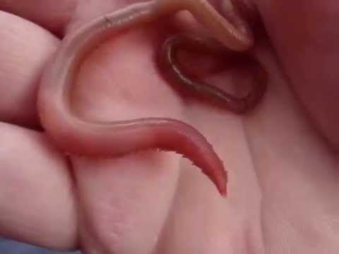 A Close-Up Look at the Terrifying Mouth of a Blood Worm - Neatorama