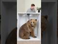 Guess The Animal