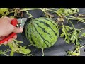 Identify & Harvest Ripe Watermelons in the Garden! Cutting Open a Silver Yamato White Flesh Melon!