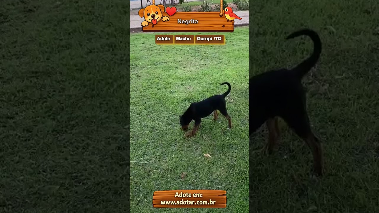 Cachorro raça SRD-ViraLata idade 7 a 11 meses nome Negrito