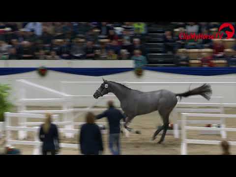 Holsteiner Körung 2019 - Nr. 58 Lov Boy