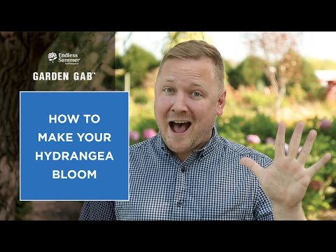 How to Make Your Hydrangea Bloom