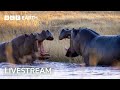 LIVE Eight Unmissable Hippo Moments BBC Earth