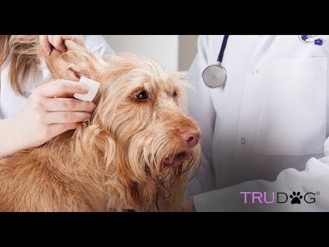 3rd YouTube video about are there hearing aids for dogs