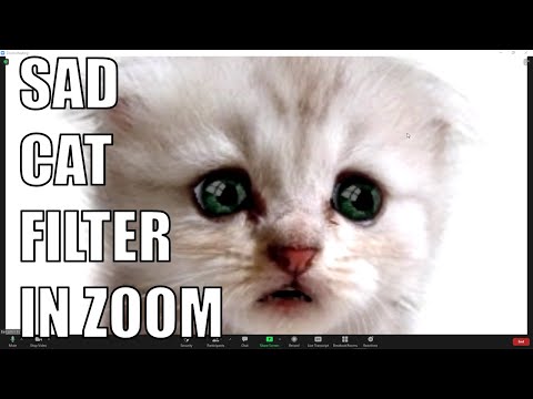 Part of a video titled How to Get the Same Cat Filter as that Lawyer in Zoom - YouTube