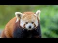 Red Pandas Are Like Cute Puppies | Red Panda