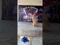 Dhaani Chunariya Song By Shreya Ghoshal Harshit Saxena Kkhd Best Dance Performance 2nd Found