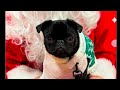 Dippy The 10 Month Old Pug Found With Thermal Drone