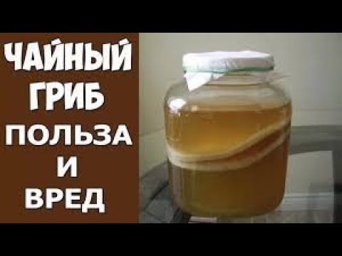 Чайный Гриб  Полезен или Вреден  Доктор Майкл Грегер