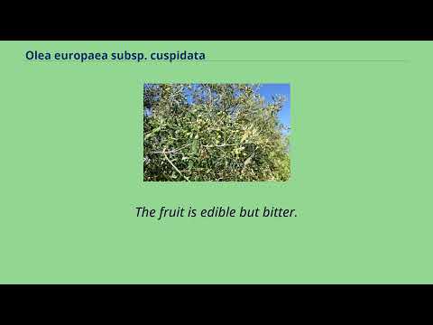 Olea Europaea Subsp Cuspidata