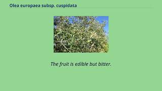 Olea europaea subsp. cuspidata