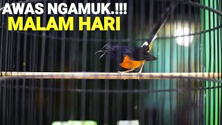 Download lagu Pancingan MALAM HARI murai batu nembak TAJAM sukses bikin KONSLET langsung GACOR mp3