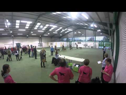 German Shepherd Dog Team Obreedience Stoneleigh 2015