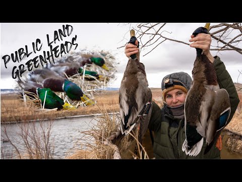Public Land River Duck Hunt - Montana Mallards
