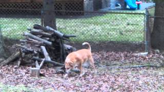 preview picture of video 'Happy Dogs in Stony Point, NY.wmv'