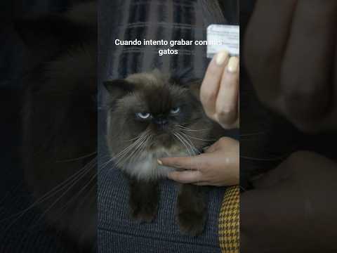 I should go live in the mountains