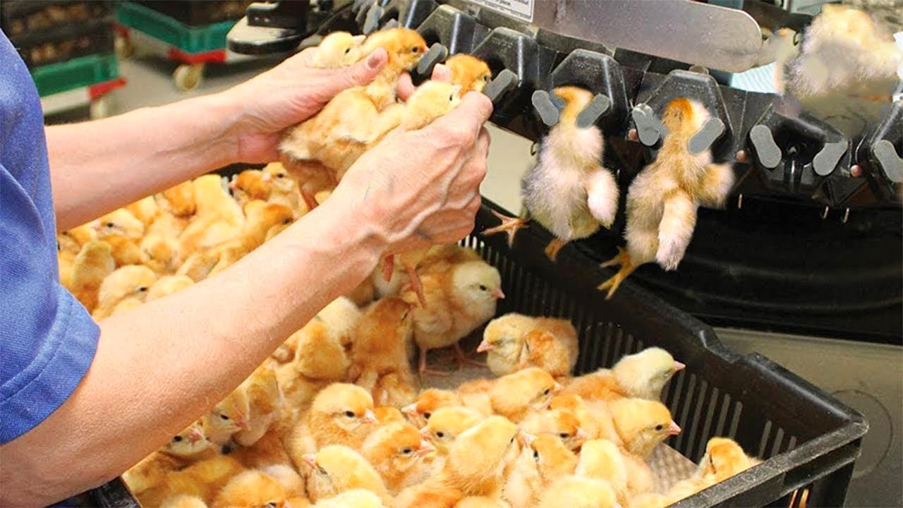 كيف تنتج هذه المزرعة آلاف الكتاكيت يوميًا؟