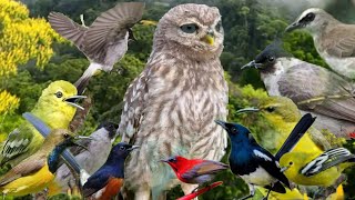Download lagu mp3 suara pikat burung kecil menjerit kejepit paling ampuh durasi panjang 1 jam full mp3 Download lagu mp3 suara pikat burung kecil menjerit kejepit paling ampuh durasi panjang 1 jam full mp3