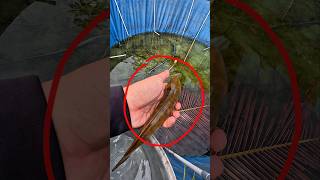 Download lagu HILANG‼️JANGAN PELIHARA GABUS DI KOLAM TERBUKA‼️ mp3 Download lagu HILANG‼️JANGAN PELIHARA GABUS DI KOLAM TERBUKA‼️ mp3