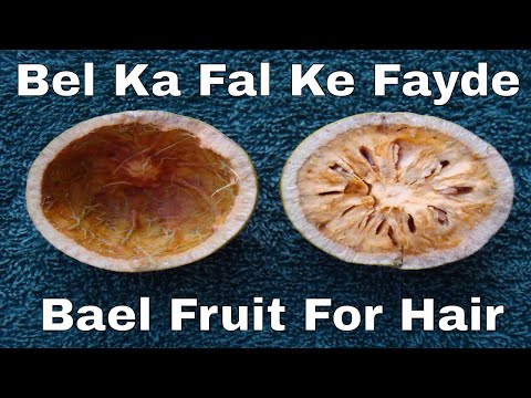 Bael Fruit - Wholesale Price & Mandi Rate for Bilva Bael Fruit - Wholesale Price & Mandi Rate for Bilva