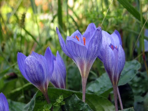 Ep 19: When Spirituality Harms, Part 2