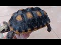 BAHAS REDFOOT TORTOISE KURA KURA HUTAN YANG EXOTIC PERAWATANNYA MUDAH